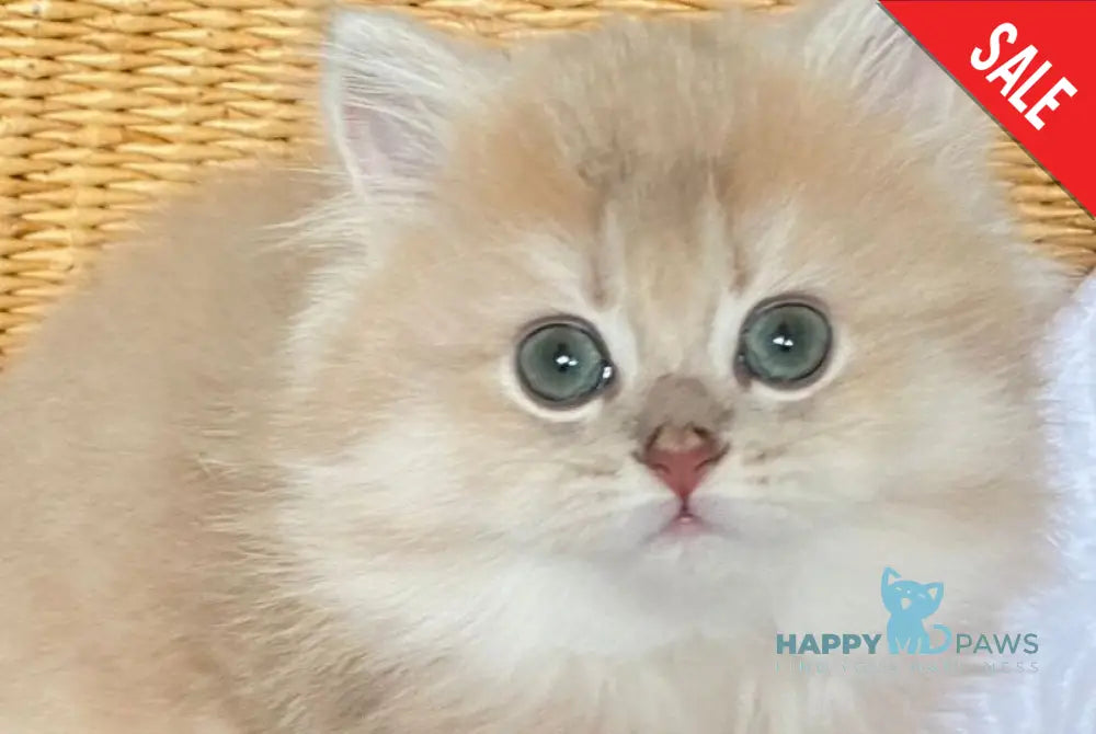 Richard British Longhair male lilac golden shaded - live animals