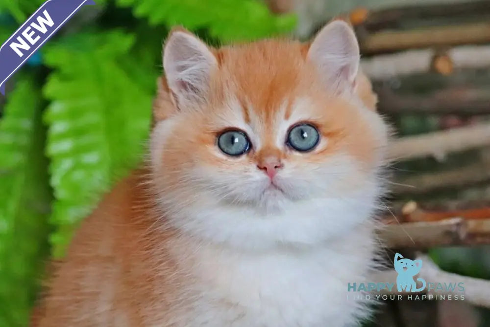 Richard British Shorthair male black golden chinchilla live animals