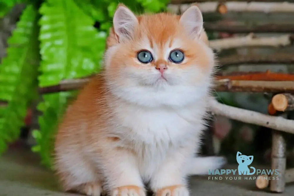 Richard British Shorthair male black golden chinchilla live animals