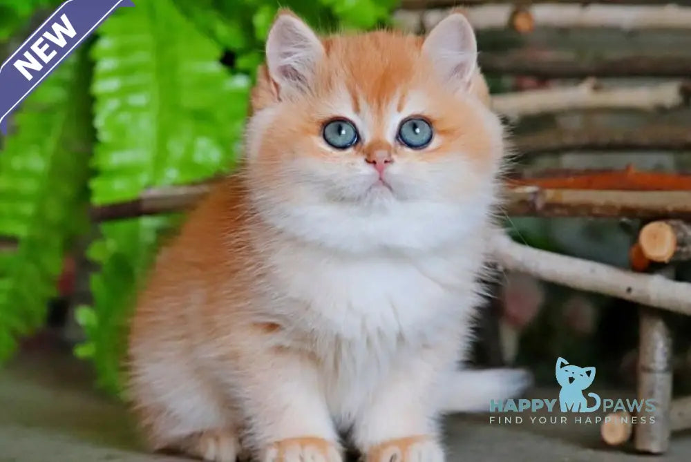 Richard British Shorthair male black golden chinchilla live animals