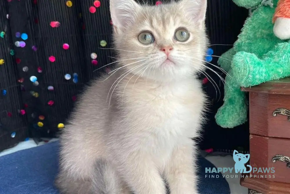 Richard British Shorthair male blue golden shaded live animals