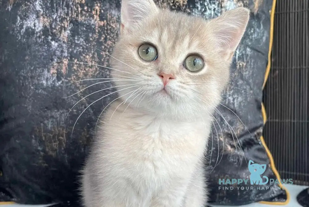 Richard British Shorthair male blue golden shaded live animals