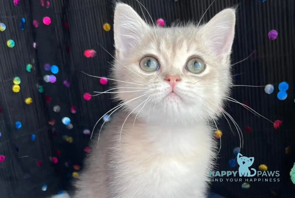 Richard British Shorthair male blue golden shaded live animals