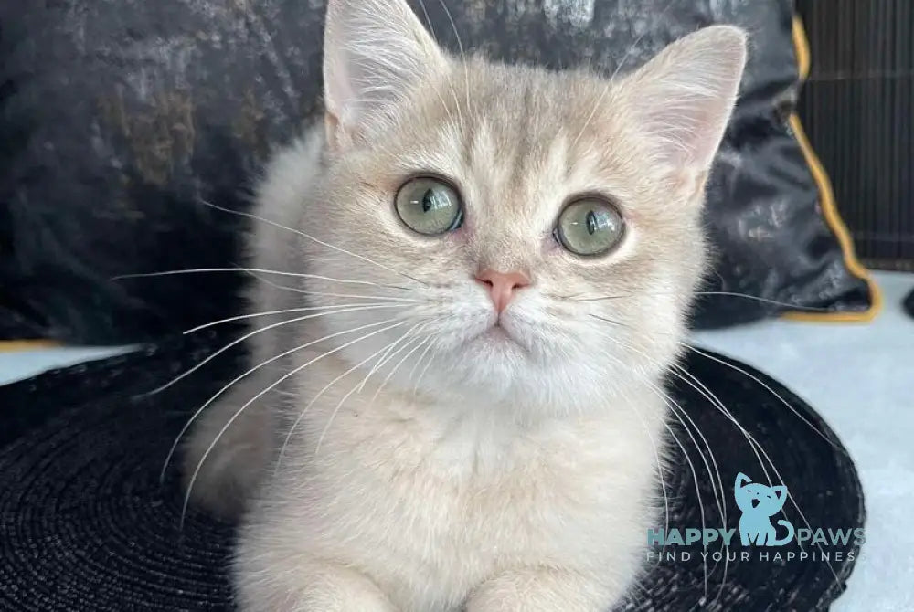 Richard British Shorthair male blue golden shaded live animals