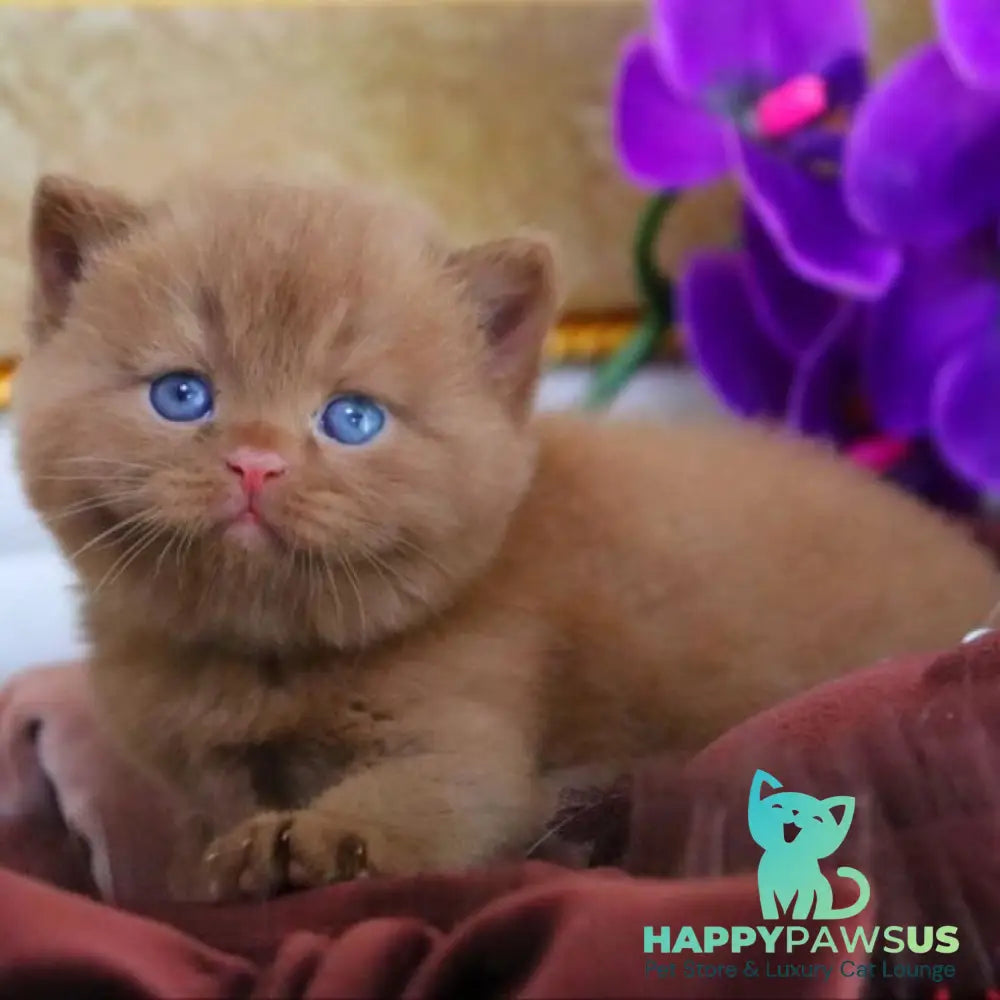Richard British Shorthair male cinnamon - live animals