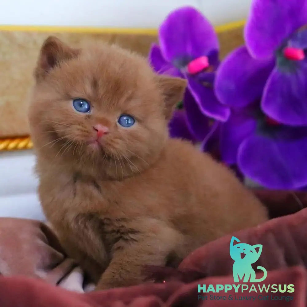 Richard British Shorthair male cinnamon - live animals
