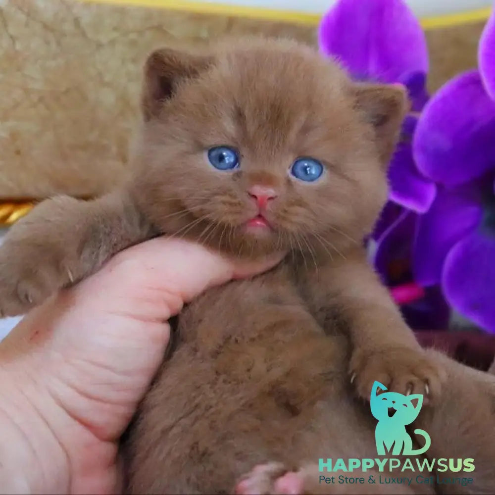 Richard British Shorthair male cinnamon - live animals