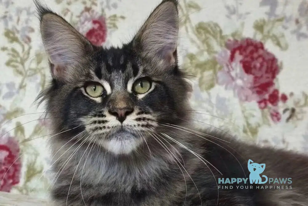 Richard Maine Coon male black ticked tabby live animals