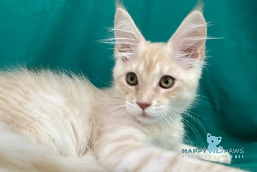 Richard Maine Coon male cream silver tabby live animals
