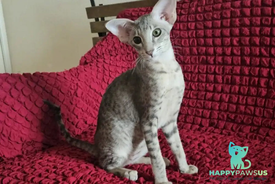 Richard Oriental Shorthair male blue spotted tabby - live animals