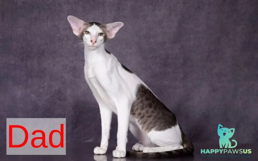 Richard Oriental Shorthair male blue spotted tabby - live animals
