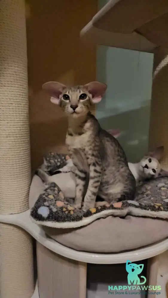 Richard Oriental Shorthair male blue spotted tabby - live animals