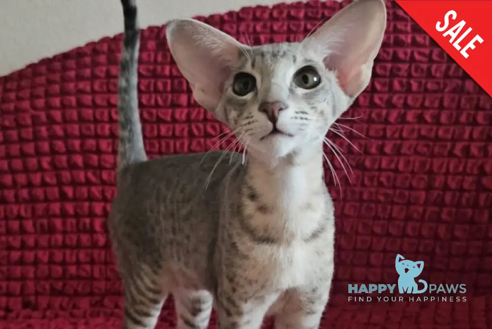 Richard Oriental Shorthair male blue spotted tabby - live animals