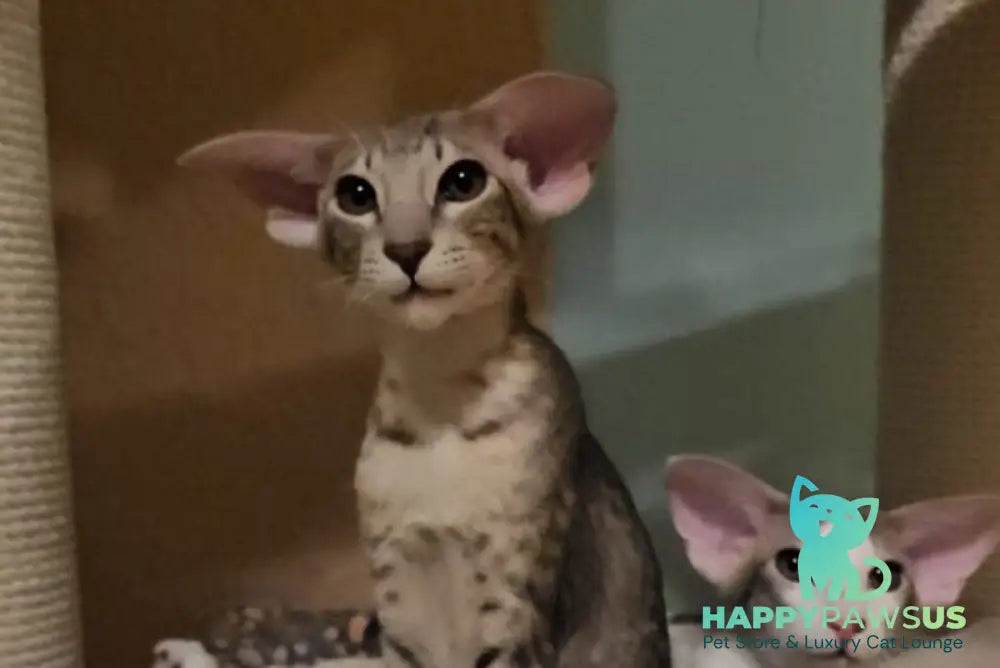 Richard Oriental Shorthair male blue spotted tabby - live animals