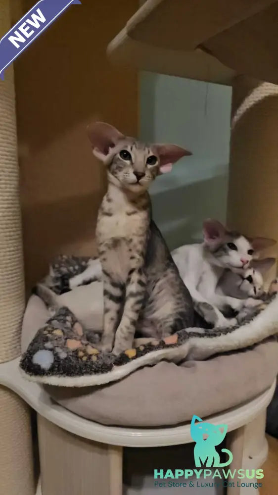 Richard Oriental Shorthair male blue spotted tabby - live animals