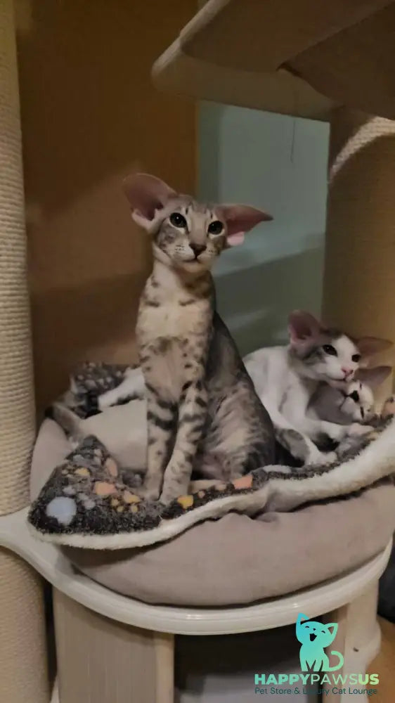 Richard Oriental Shorthair male blue spotted tabby - live animals