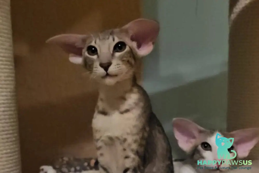Richard Oriental Shorthair male blue spotted tabby - live animals