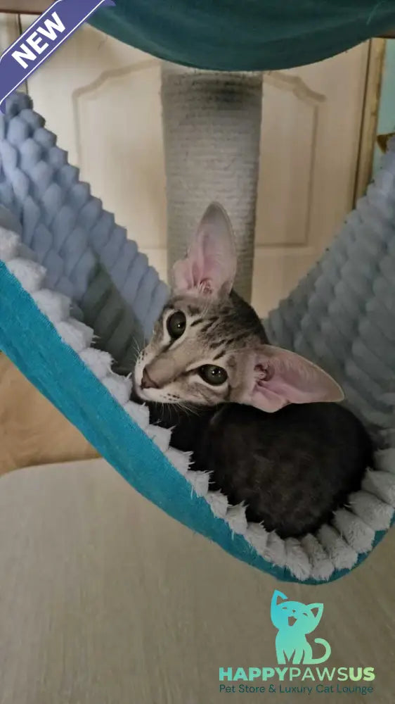 Richard Oriental Shorthair male blue spotted tabby - live animals