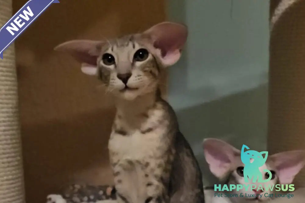 Richard Oriental Shorthair male blue spotted tabby - live animals