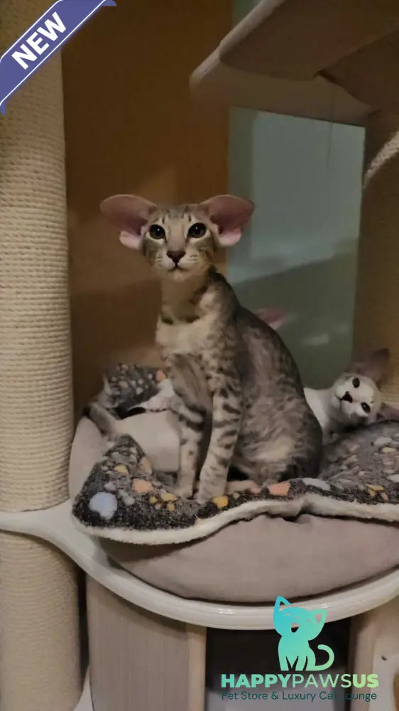 Richard Oriental Shorthair male blue spotted tabby - live animals