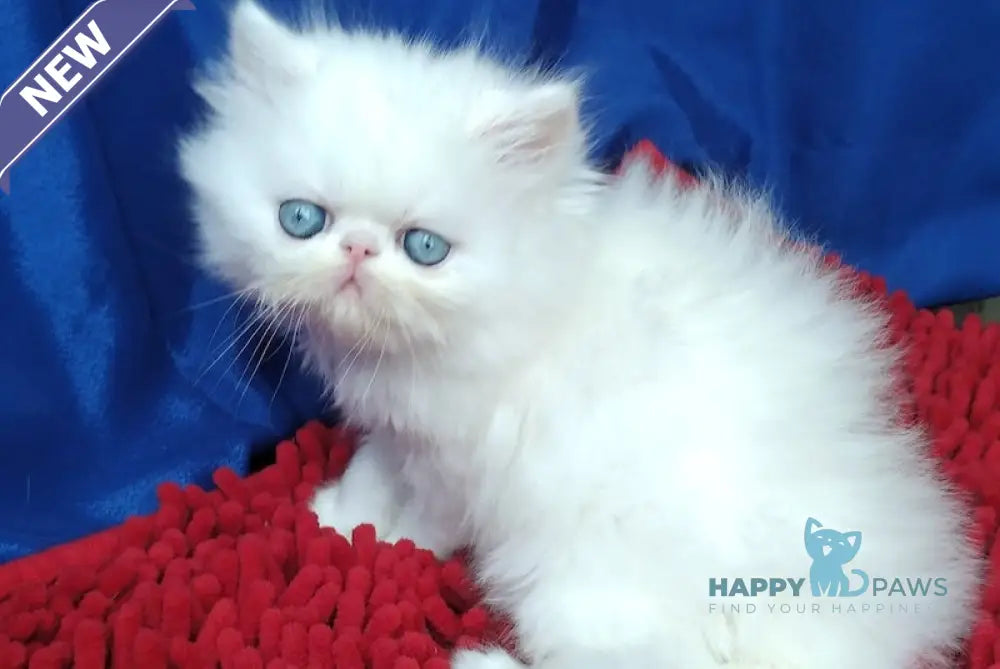 Richard Persian male white live animals