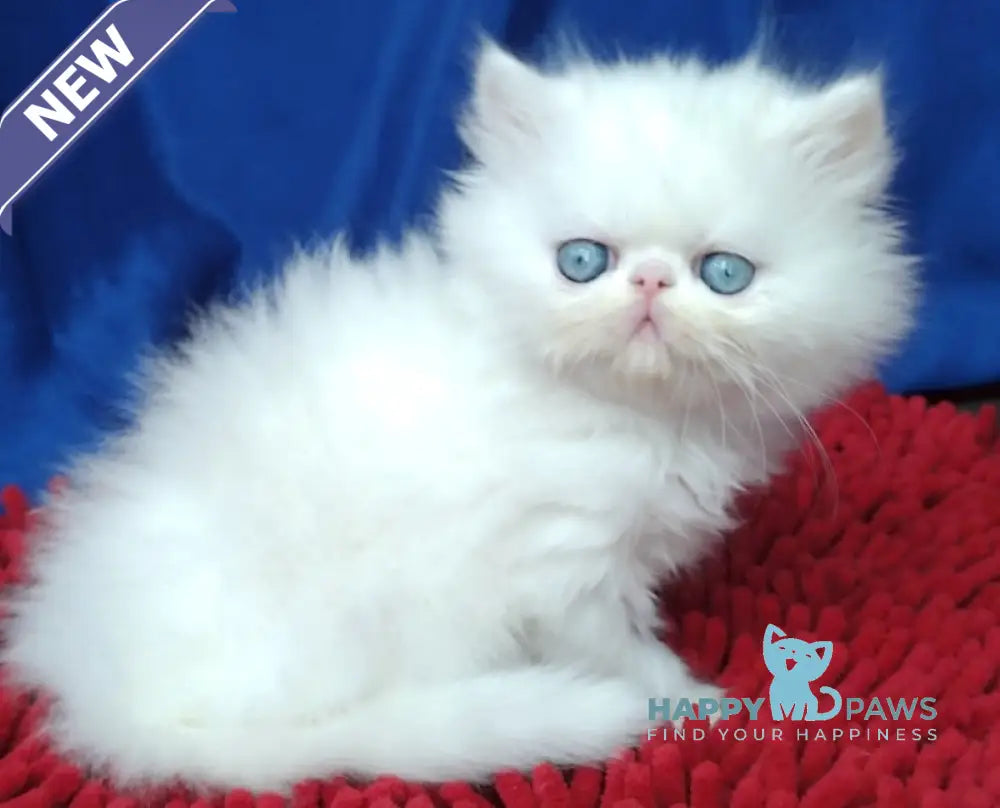 Richard Persian male white live animals