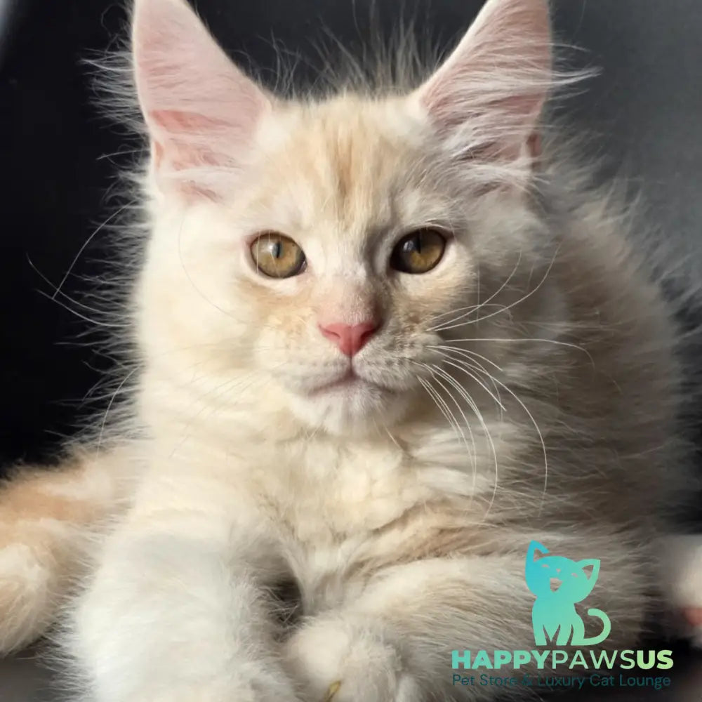 Richelieu Maine Coon male red silver - live animals