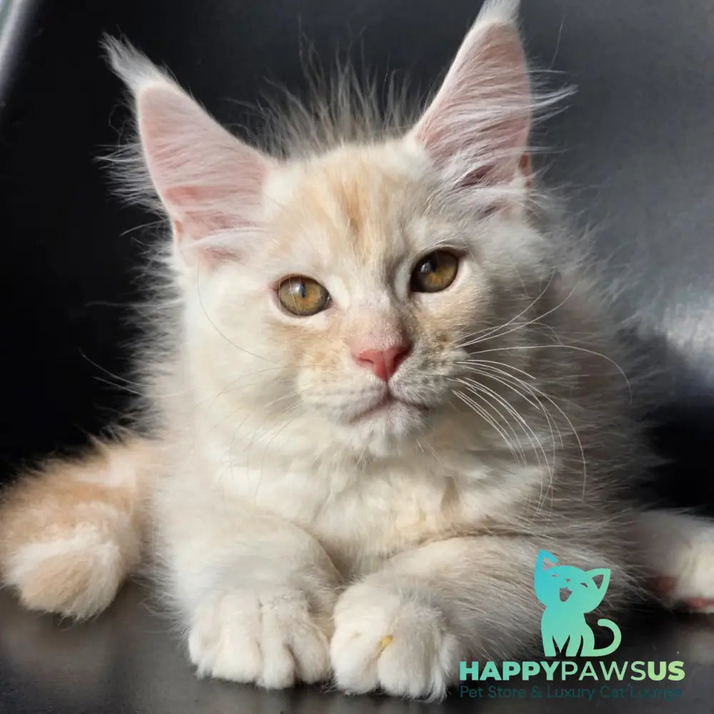Richelieu Maine Coon male red silver - live animals