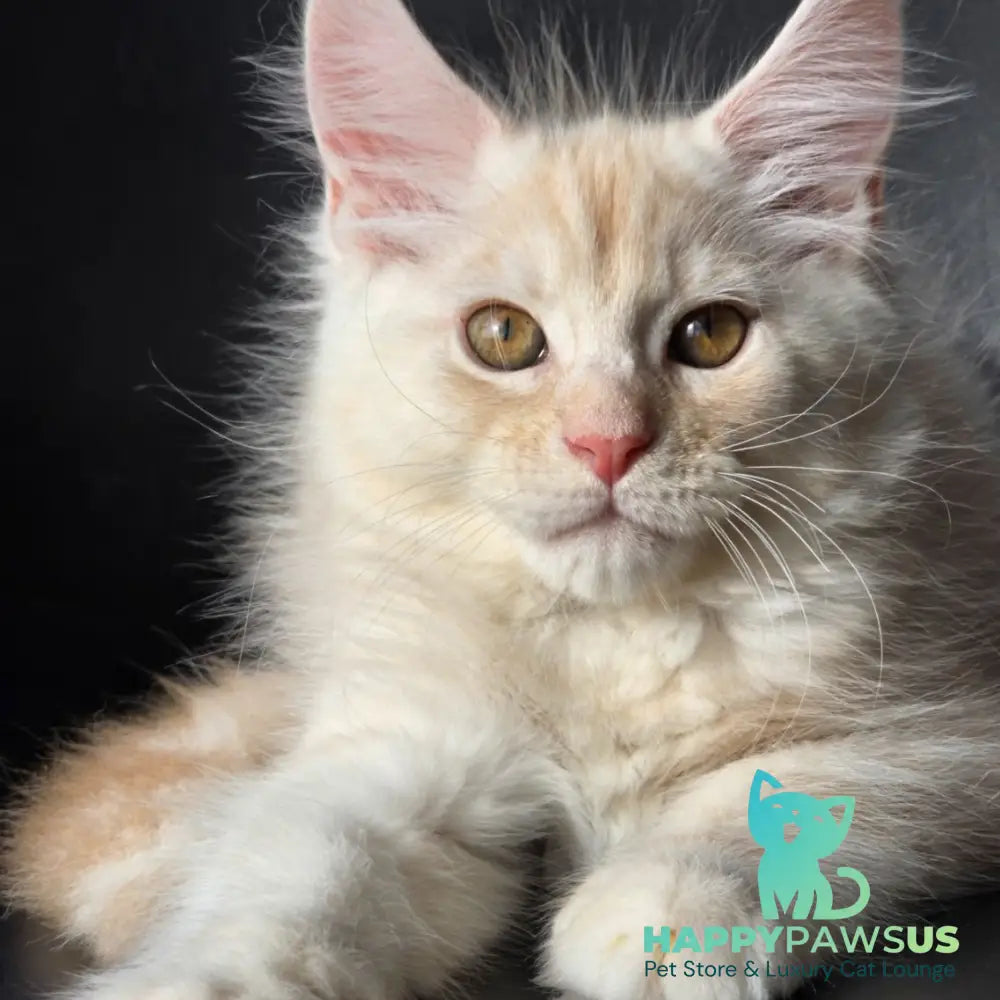 Richelieu Maine Coon male red silver - live animals