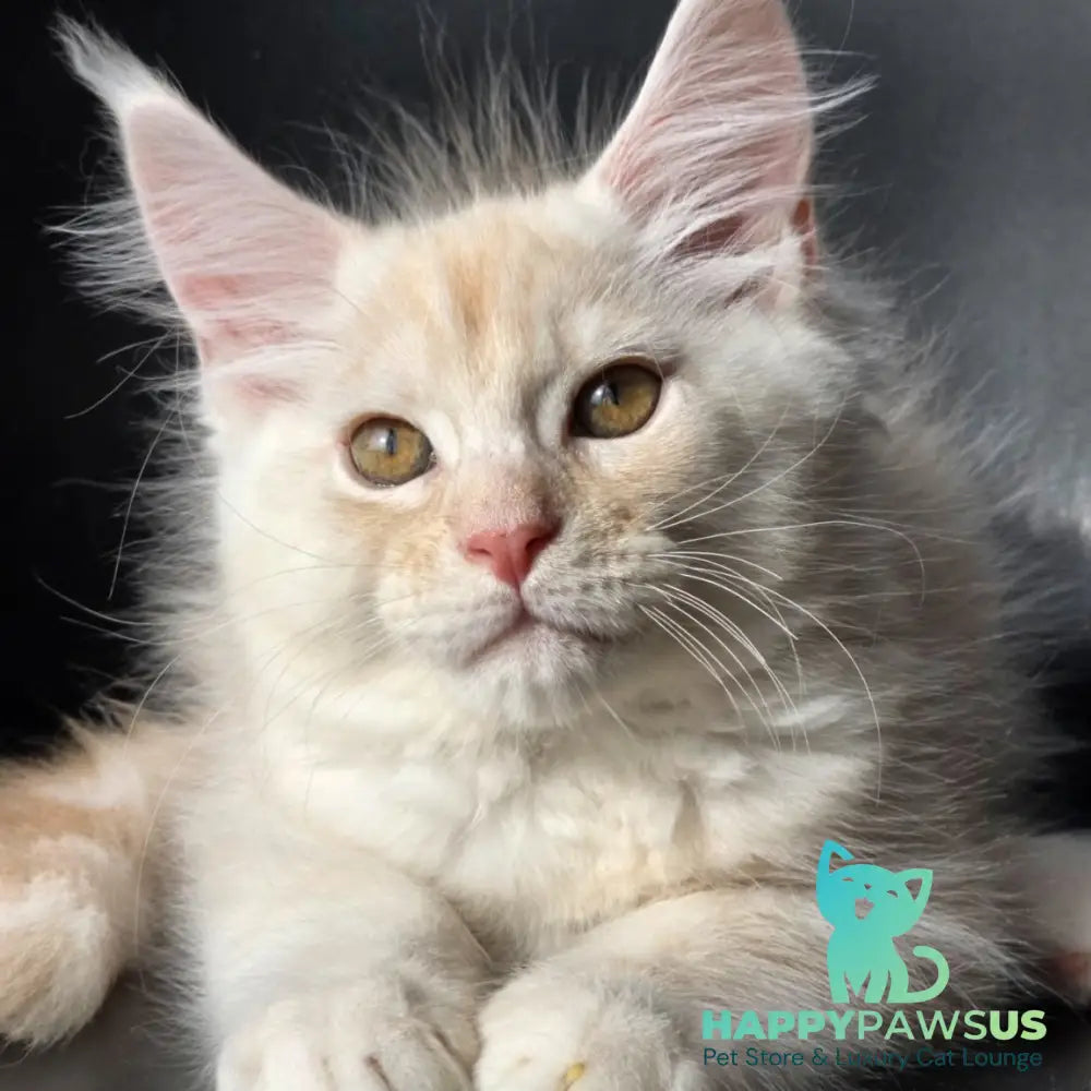 Richelieu Maine Coon male red silver - live animals