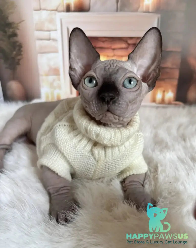 Richi Bambino male black pointed - live animals