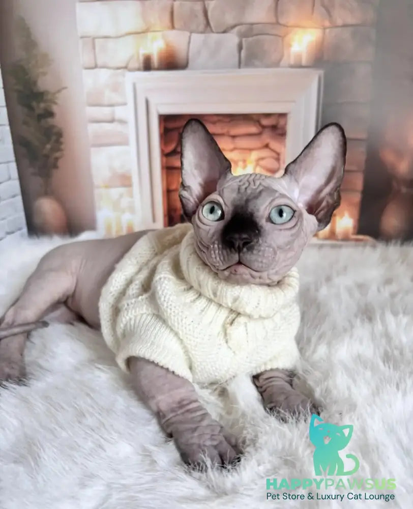 Richi Bambino male black pointed - live animals