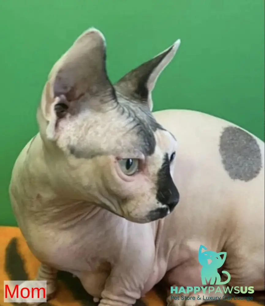Richi Bambino male black pointed - live animals