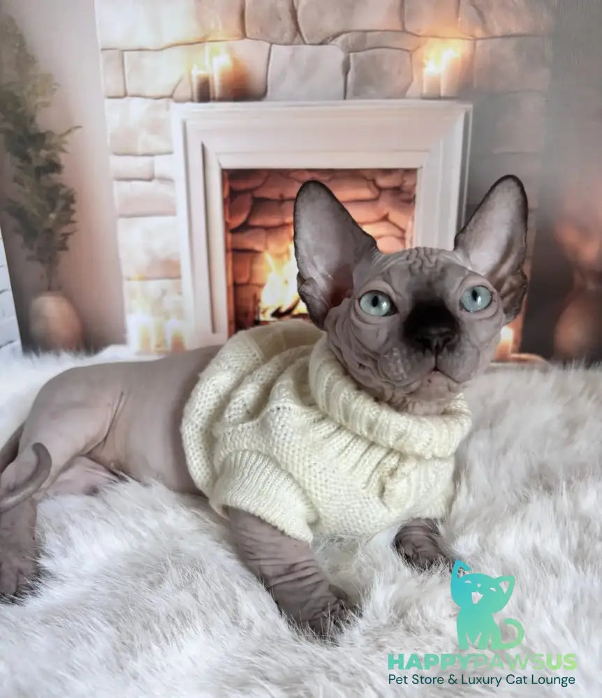 Richi Bambino male black pointed - live animals