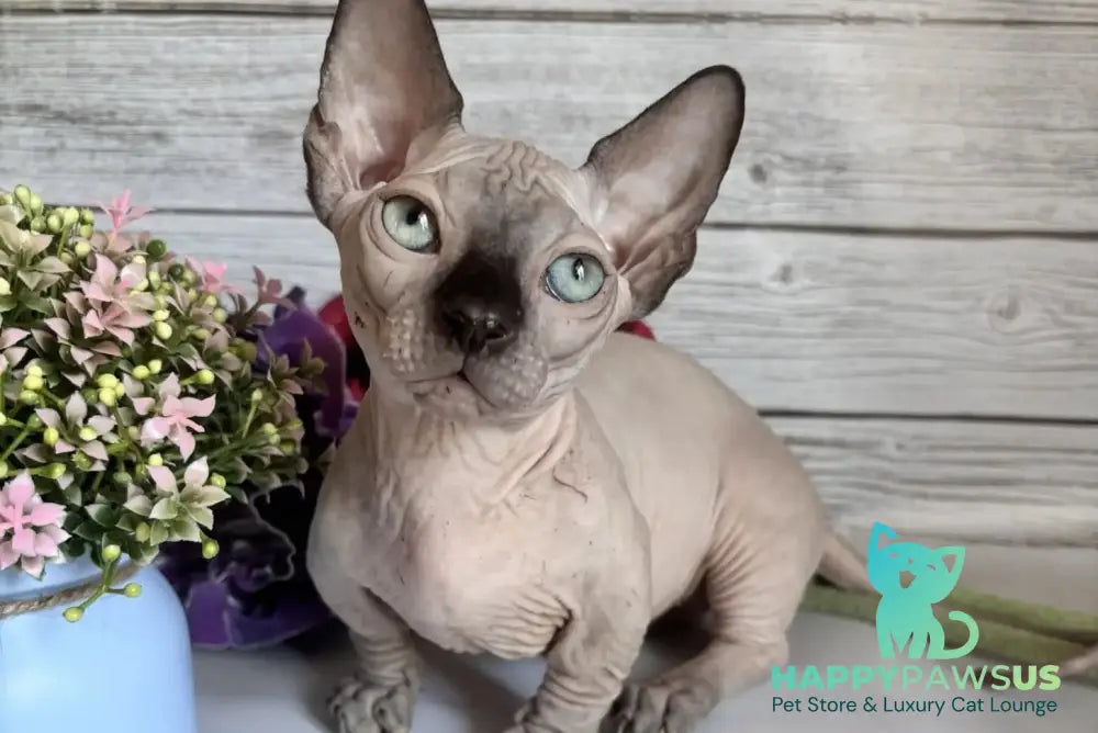 Richi Bambino male black pointed - live animals