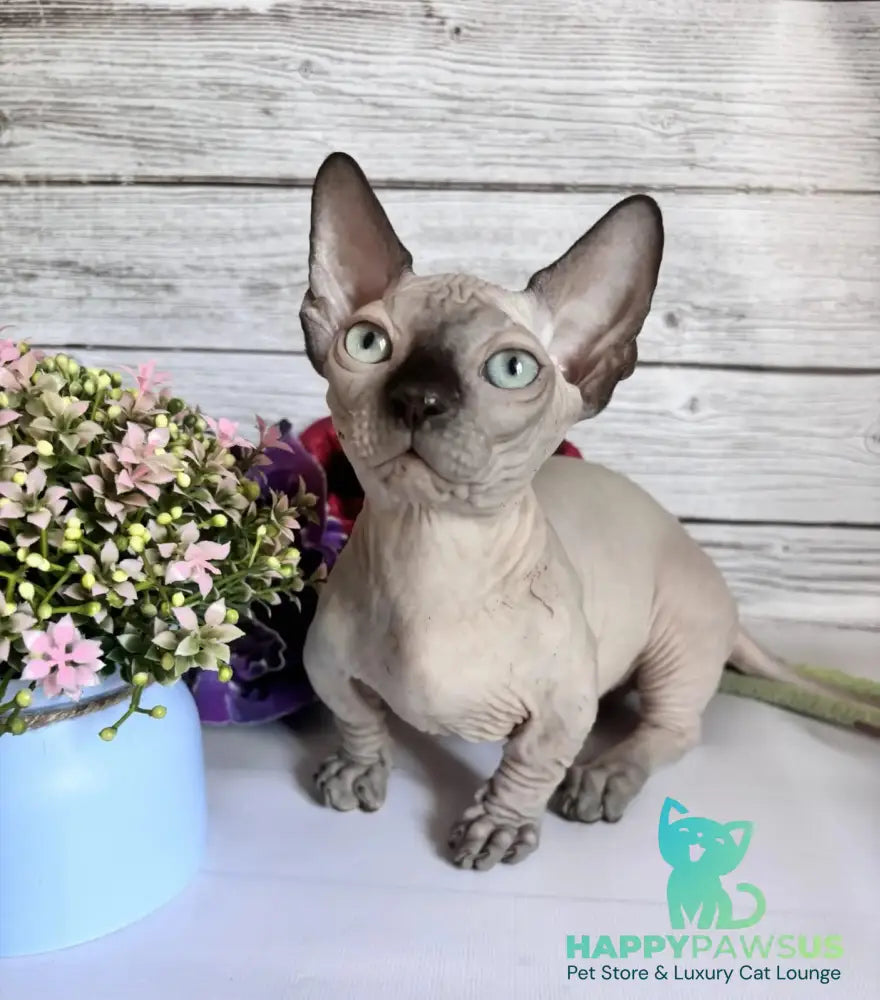 Richi Bambino male black pointed - live animals
