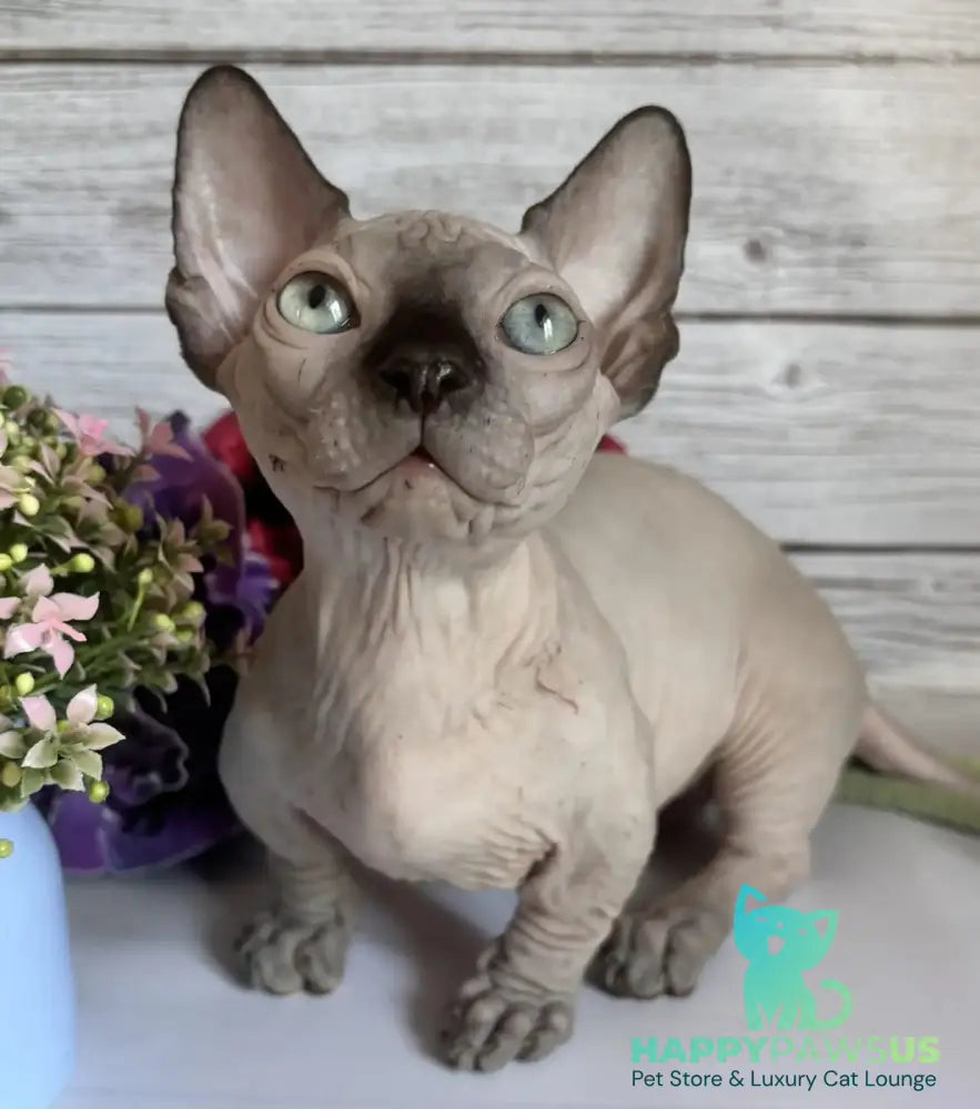 Richi Bambino male black pointed - live animals