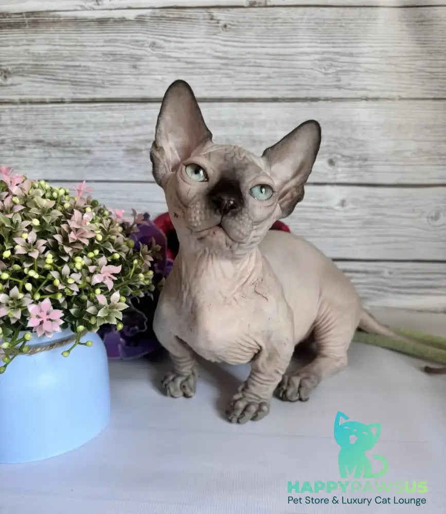 Richi Bambino male black pointed - live animals