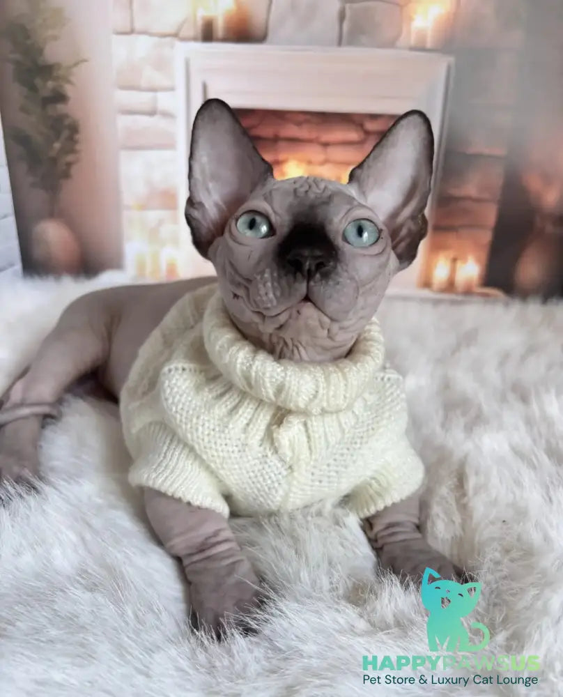 Richi Bambino male black pointed - live animals