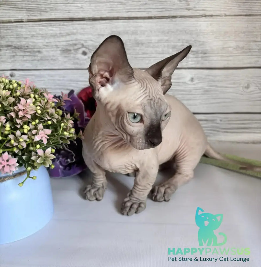 Richi Bambino male black pointed - live animals