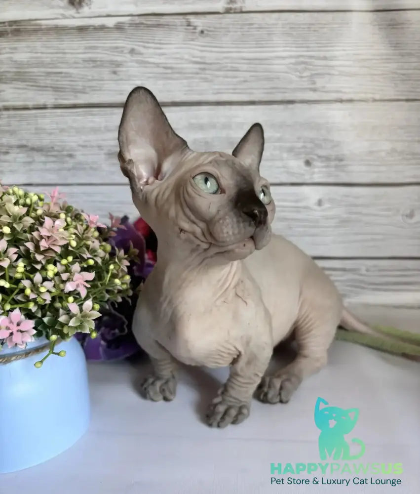Richi Bambino male black pointed - live animals