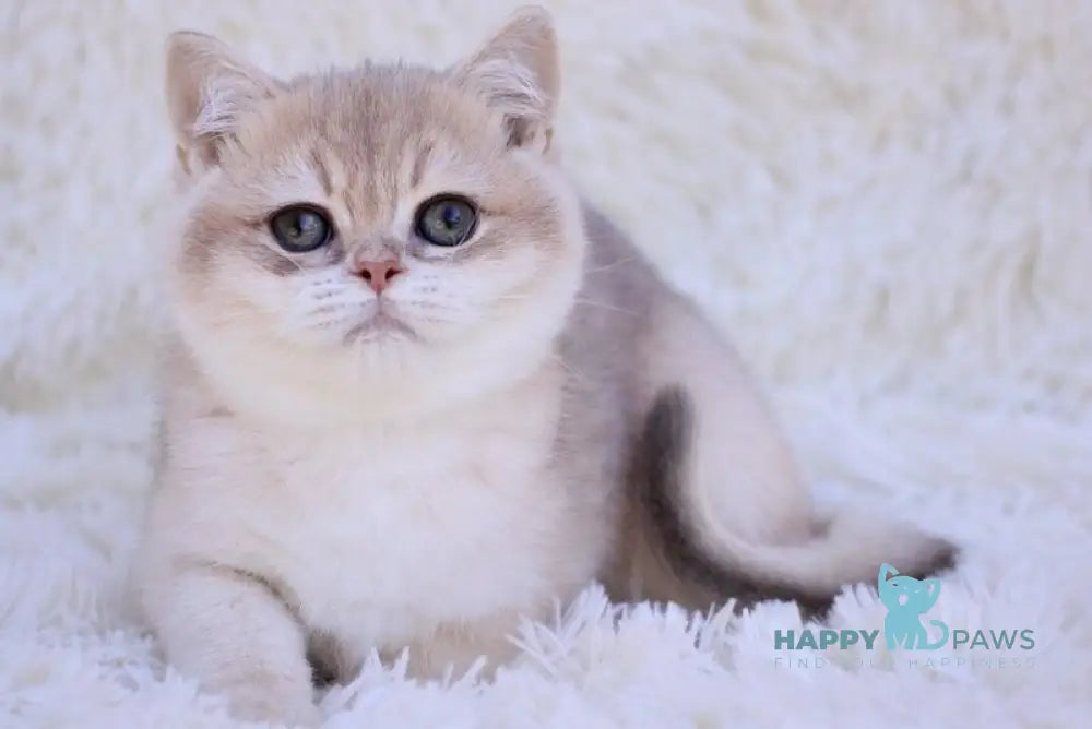 Richi British Shorthair male blue golden chinchilla live animals