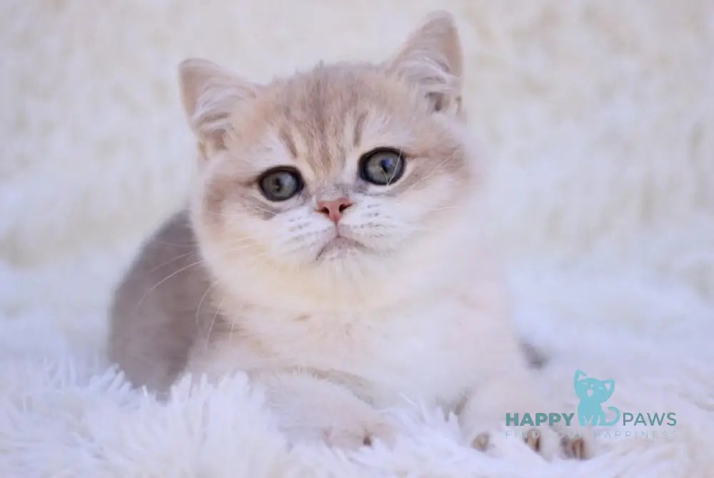 Richi British Shorthair male blue golden chinchilla live animals