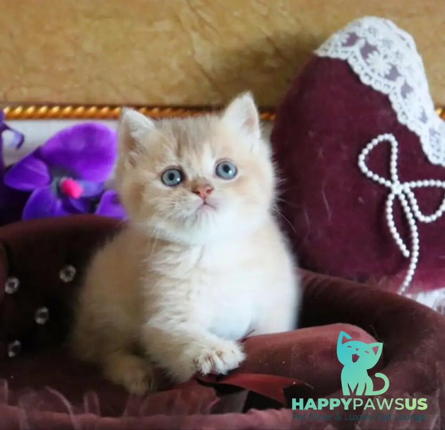 Richie British Shorthair female lilac golden shaded - live animals