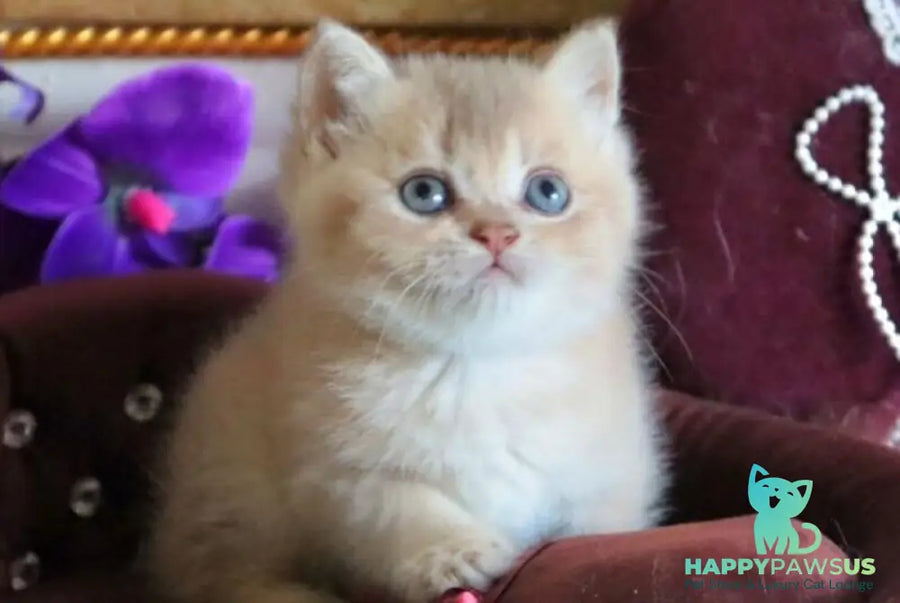 Richie British Shorthair female lilac golden shaded - live animals