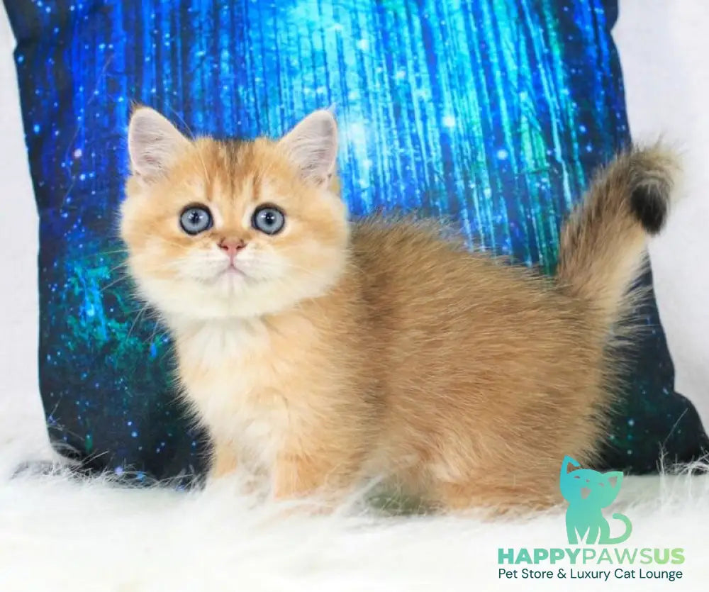 Richie British Shorthair male black golden shaded - live animals