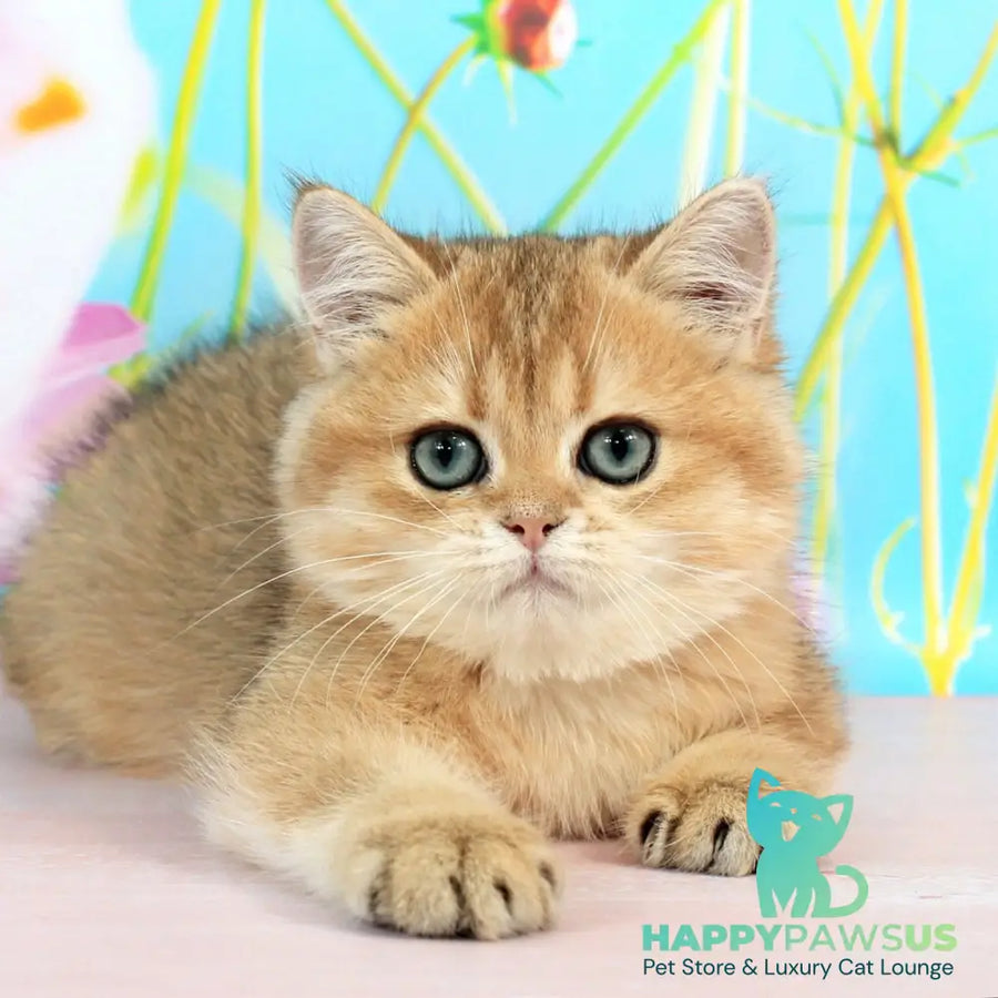 Richie British Shorthair male black golden shaded - live animals