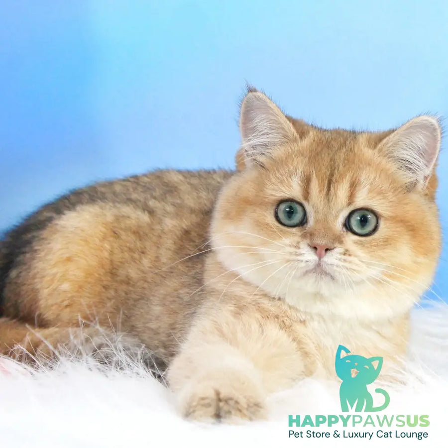 Richie British Shorthair male black golden shaded - live animals