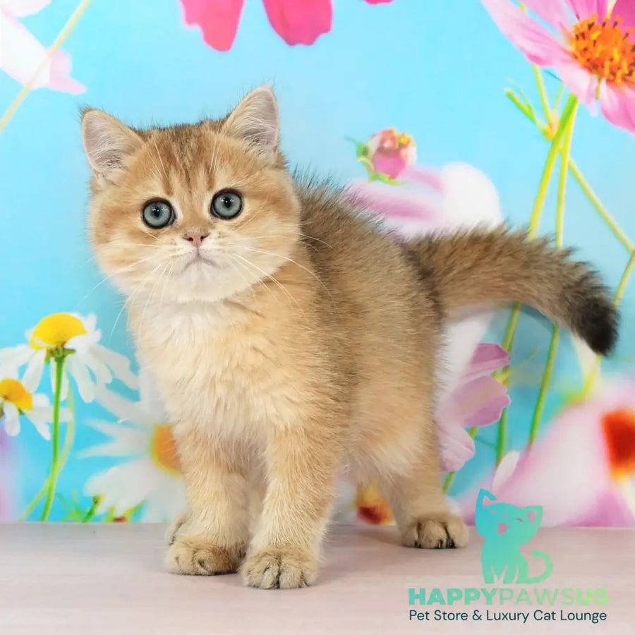 Richie British Shorthair male black golden shaded - live animals