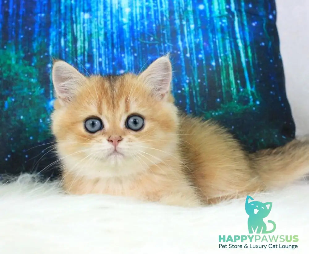 Richie British Shorthair male black golden shaded - live animals